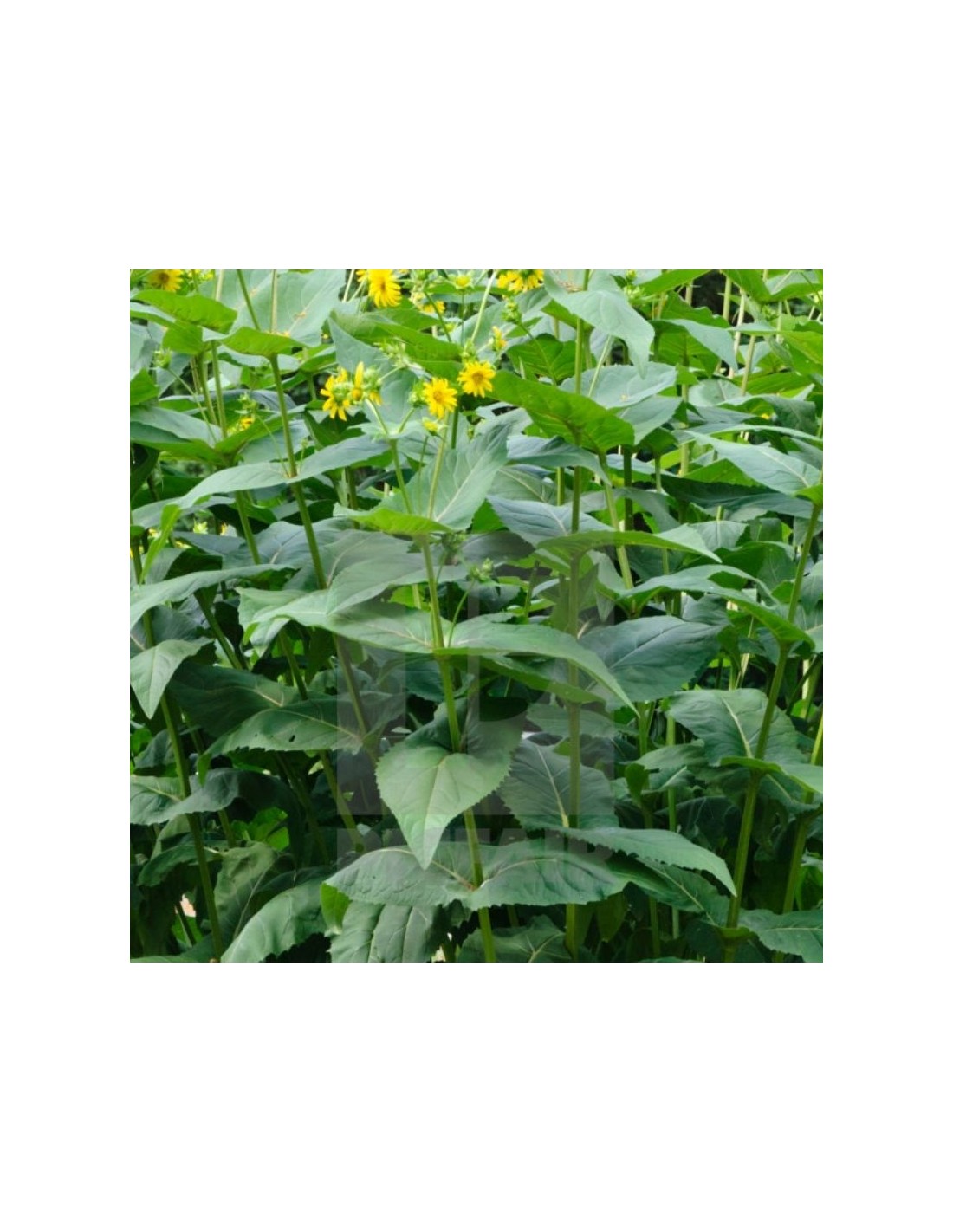 Silphium Perfoliatum Silphe Perfoli Silphie