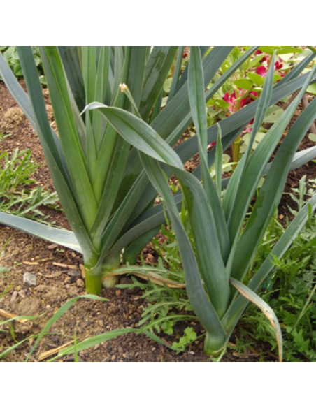 Poireau perpétuel Allium ampeloprasum