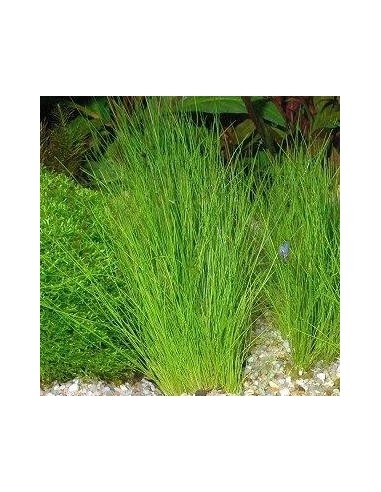 Eleocharis acicularis