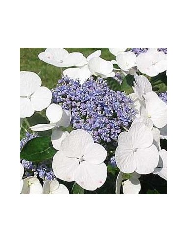 Hortensia "Libelle"