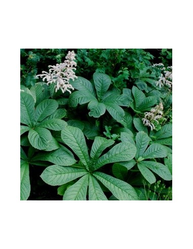 Rodgersia à feuilles de sureau