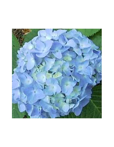 Hortensia "Nikko blue"