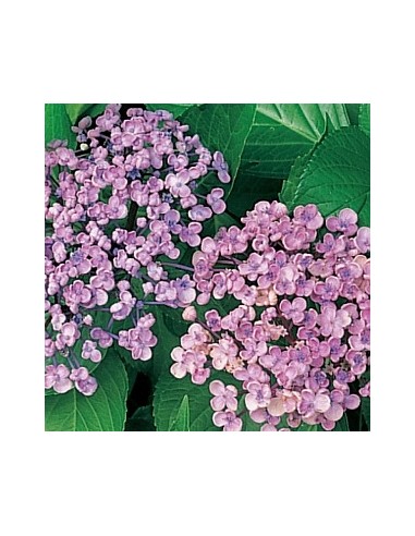 Hortensia "Ayesha"