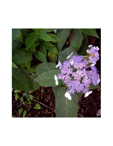 Hortensia nain