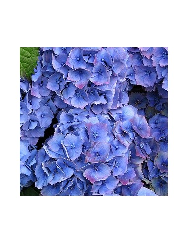 Hortensia "Hamburg"