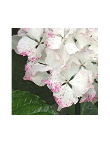 Hortensia Madame Emile Mouillère - Hydrangea Macrophylla