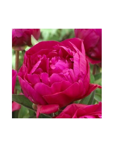 Pivoine de Chine "Karl Rosenfield"