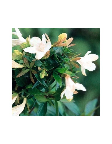 Abelia "Prostata"