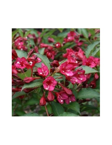 Weigelia hybride "Eva Rathke"