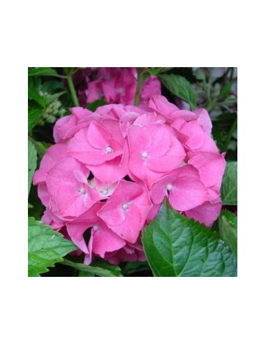 Hortensia "Gertrude Glahn"