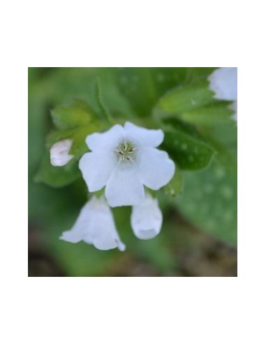 Pulmonaire  "Sissinghurst white'