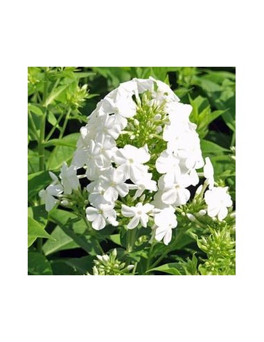 Phlox paniculata Fujiyama