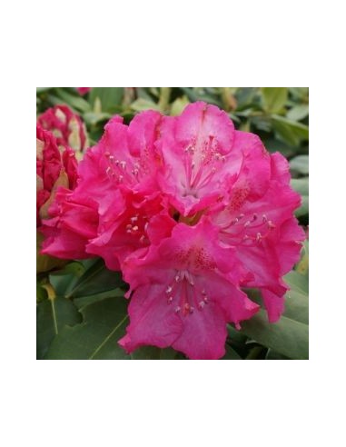 Rhododendron Germania