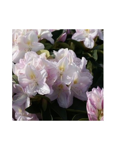 Rhododendron Gomer Waterer