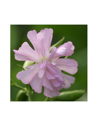 Saponaire officinale rosea plena