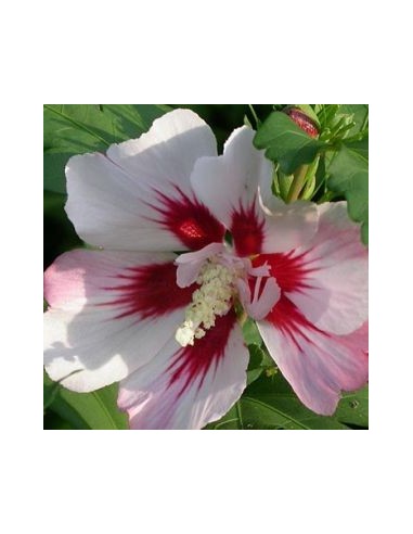 Hibiscus Hamabo