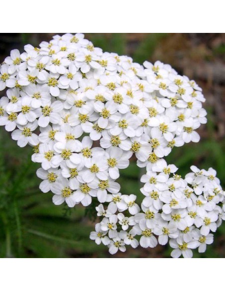 Achillea millefolium 'White Beauty' - Vente Achillée millefeuille blanche