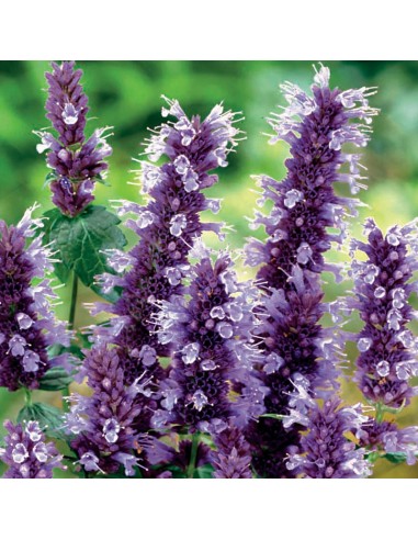 Agastache Black adder