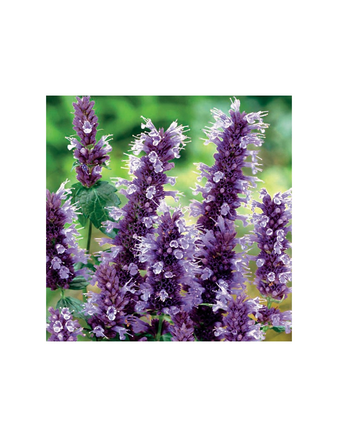 Agastache Black adder