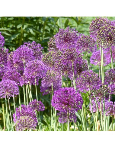 Ail D Ornement Purple Sensation