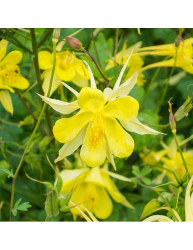 Ancolie à fleurs jaunes "Yellow queen"