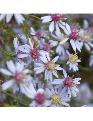 Aster "Photograph"