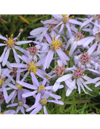 Aster à feuilles de sedum Nanus