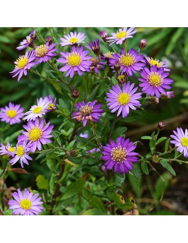 Aster ageratoïdes Ezo Murasaki