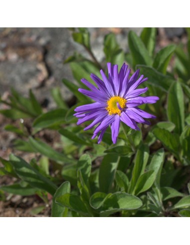 Aster des Alpes Dunkle Schone