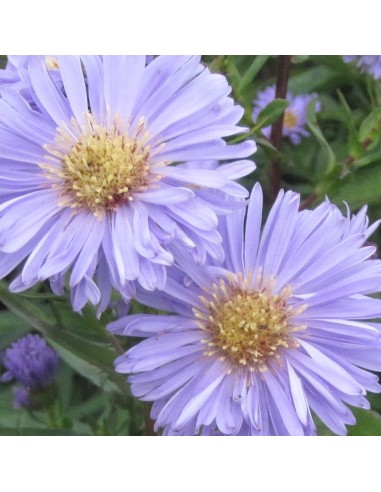 Aster grand d'automne Marie Ballard