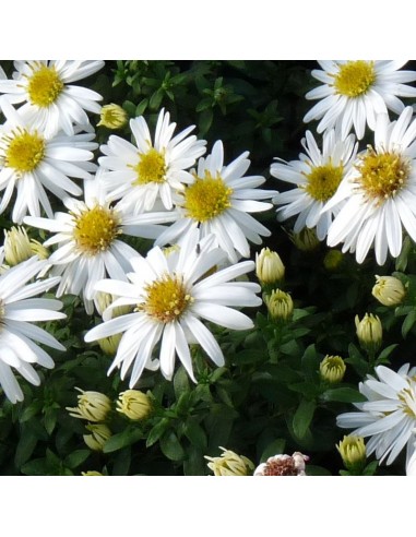 Aster pringlei Monte Cassino