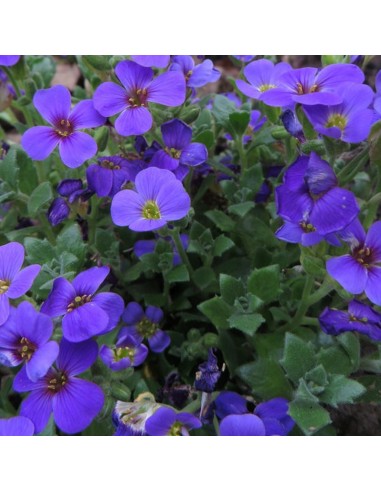 Aubriète "Whitewell Gem"