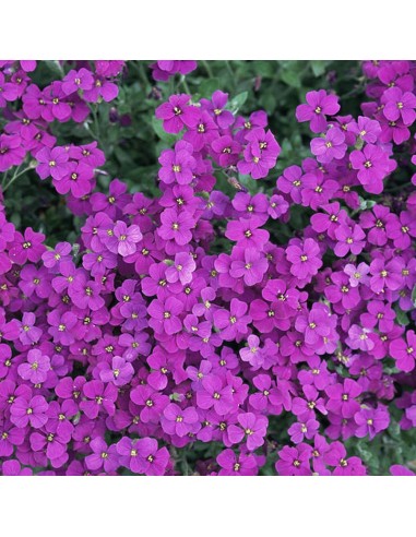 Aubriète cascade