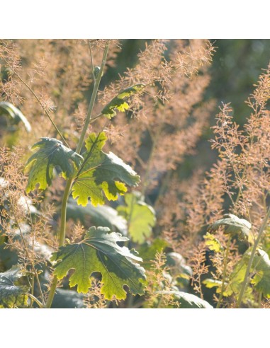 Bocconie Kelway's Coral Plume