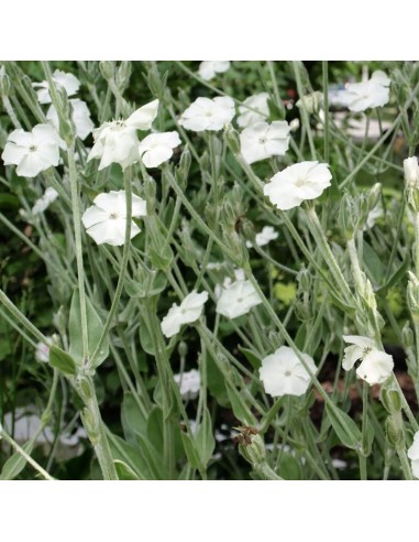 Coquelourde des jardins blanche