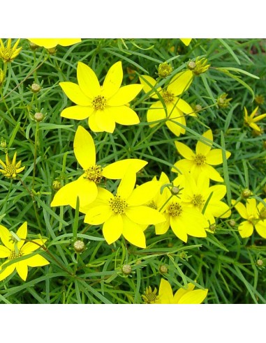 Coreopsis à feuilles en aiguilles Zagreb