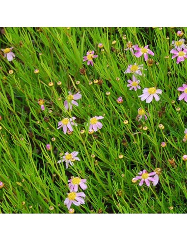 Coreopsis rosea American dream