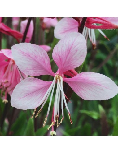 Gaura lindheimeri "Cherry Brandy"