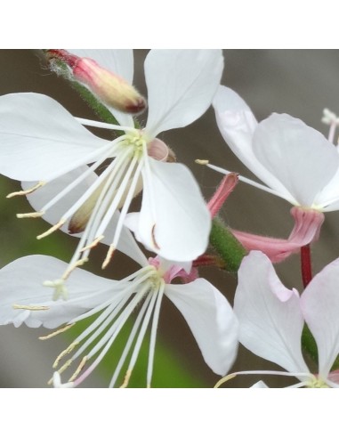 Gaura lindheimeri Whirling butterfiles