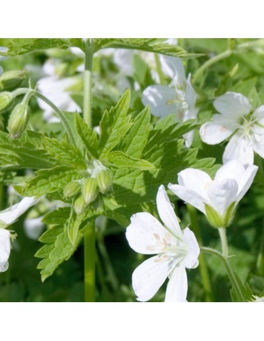 Geranium vivace des bois Album