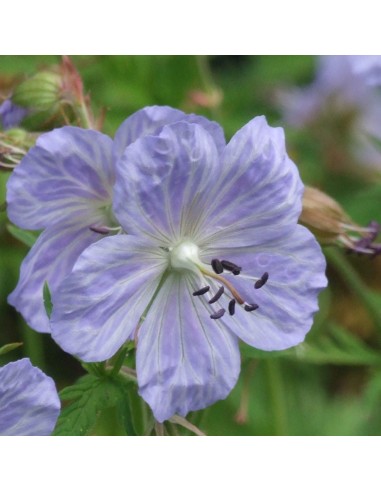 Geranium vivace des près Mrs Kendall Clarke