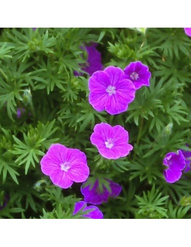 Geranium vivace Dilys