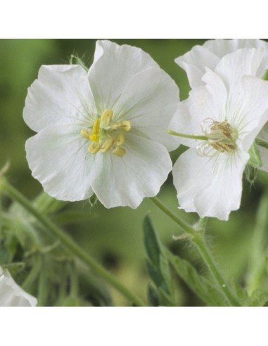 Geranium vivace livide album