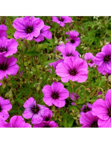 Geranium vivace psilostemon Bressingham Flair