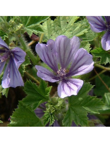 Mauve sylvestre Primley blue