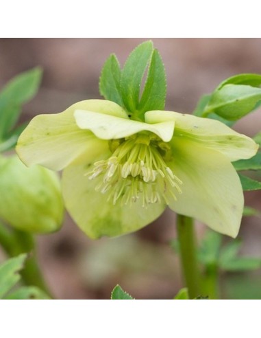 Hellébore orientale "yellow lady"