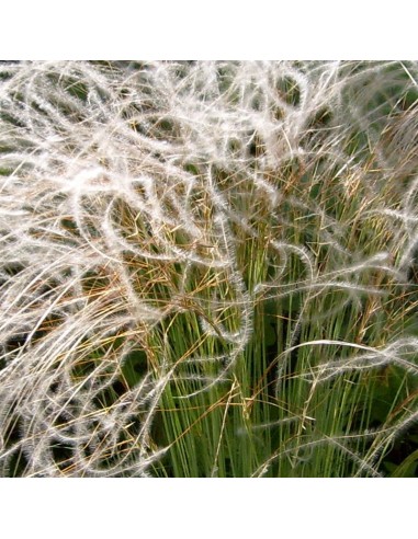 Stipa pennata