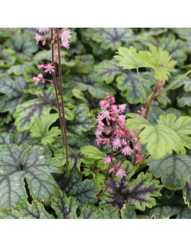 Heucherella Tapestry