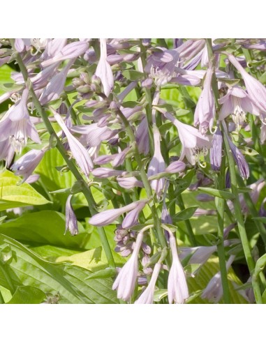 Hosta "August moon"