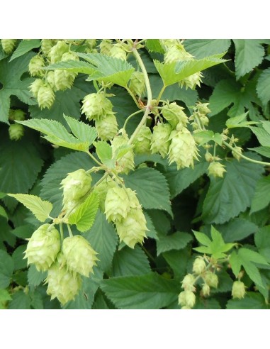 Houblon